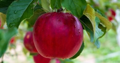 A Beginner's Guide to Growing a Healthy Fruit Tree