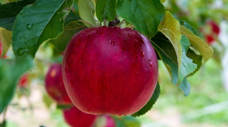 A Beginner's Guide to Growing a Healthy Fruit Tree