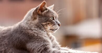 A Look at Cat Breeds