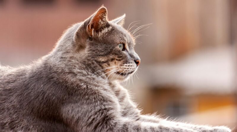 A Look at Cat Breeds