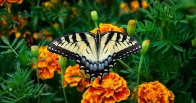 What is Butterfly Gardening?