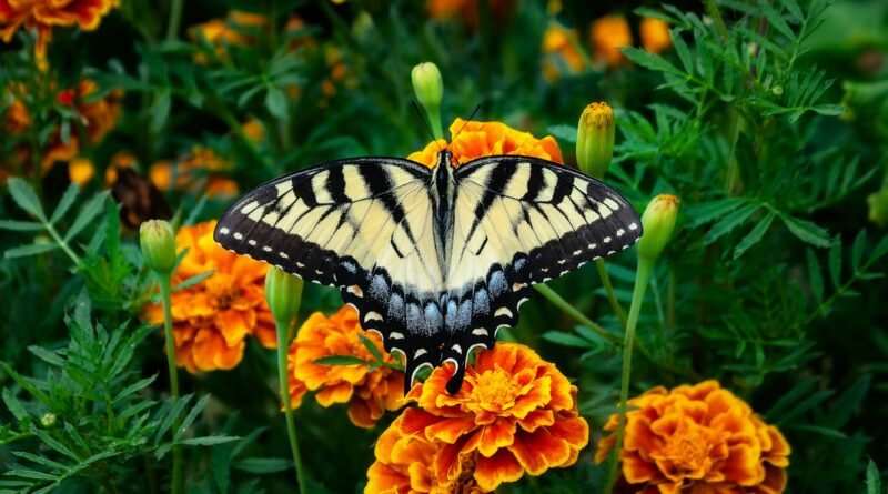 What is Butterfly Gardening?