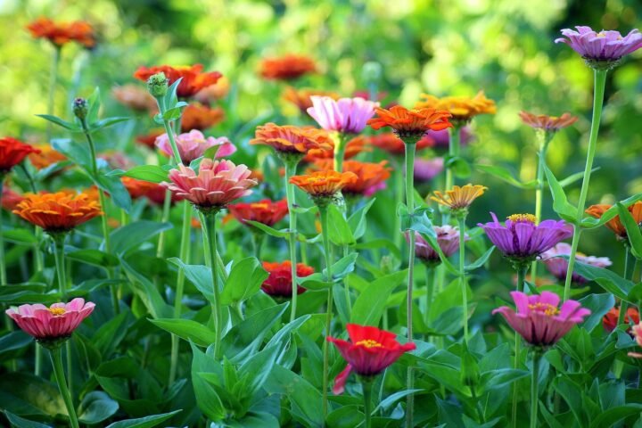 zinnia, beautiful flowers, flowers