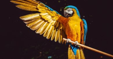 parrot, yellow macaw, bird