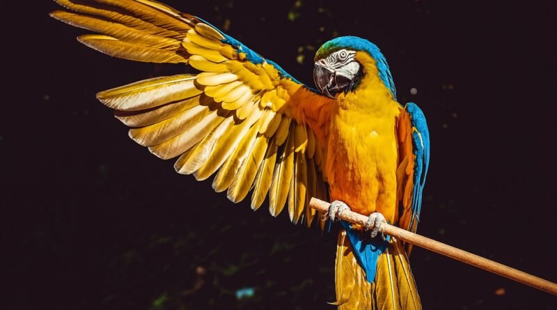 parrot, yellow macaw, bird