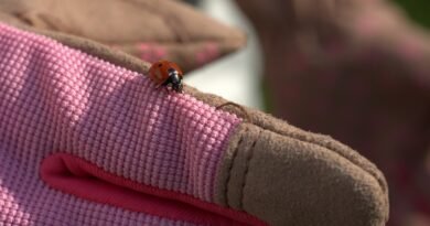 gardening, ladybug, glove