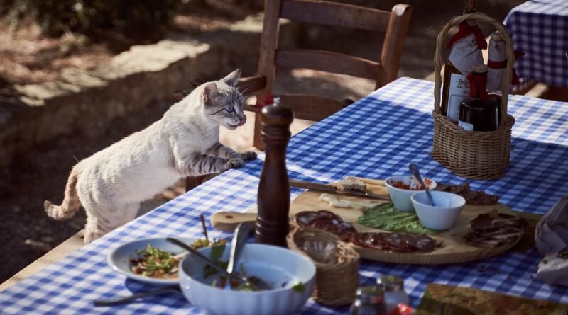 cat, table, dining table