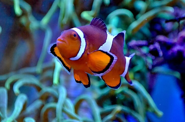 Tropical clownfish with colorful orange skin and white stripes swimming in clean water of aquarium near seaweeds