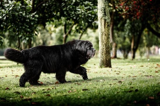 newfoundland dog, dog, pet