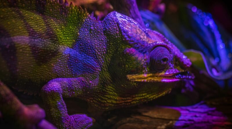 Green and Purple Chameleon