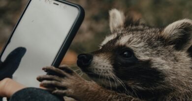 Person taking photo of raccoon on smartphone in nature