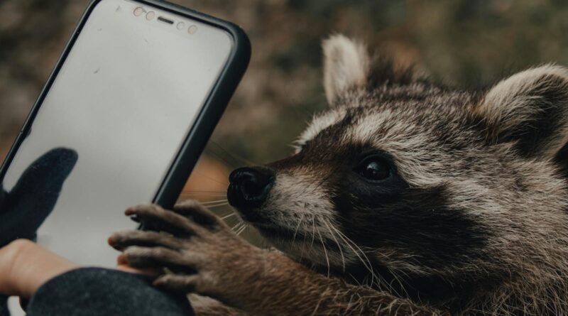 Person taking photo of raccoon on smartphone in nature