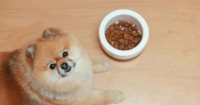 A Pomeranian Dog Lying on Wooden Floor