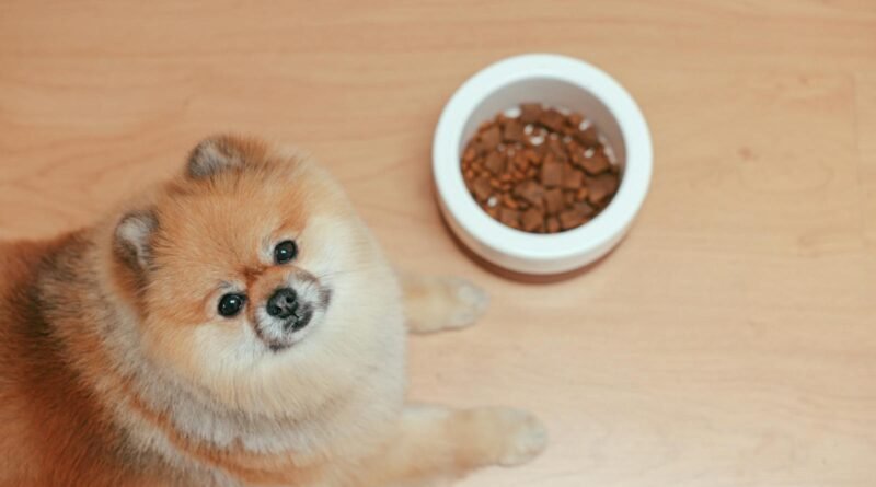 A Pomeranian Dog Lying on Wooden Floor