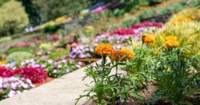 red and yellow flowers on gray concrete pathway