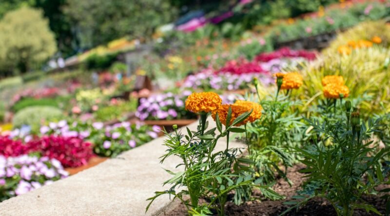 red and yellow flowers on gray concrete pathway