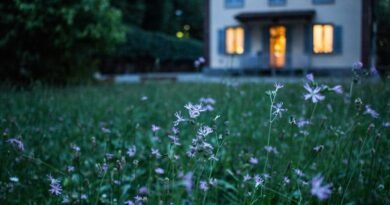 field of purple flower beside house