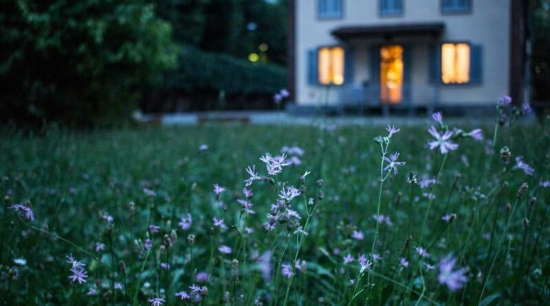 field of purple flower beside house