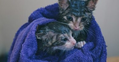 silver tabby kitten on blue textile