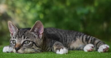 european shorthair, cat, kitten