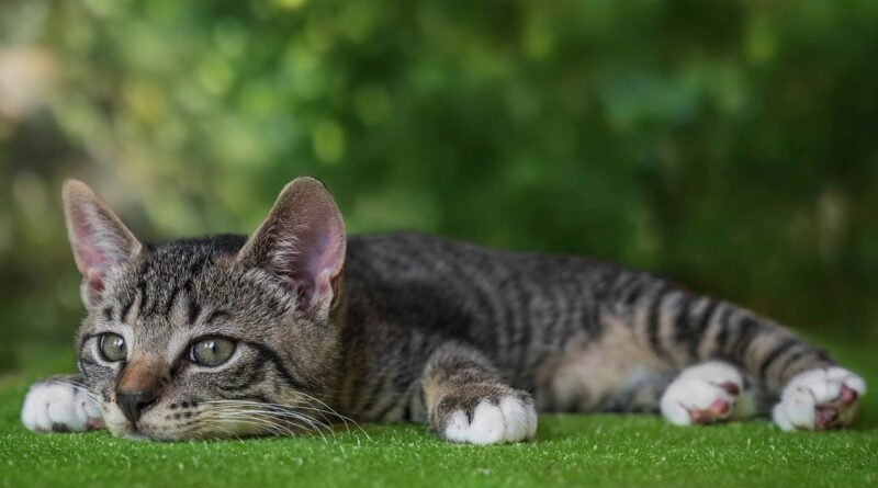 european shorthair, cat, kitten