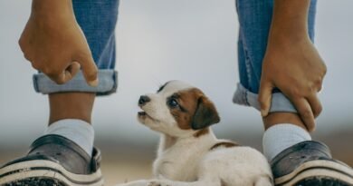 jack russell, puppy, mammal