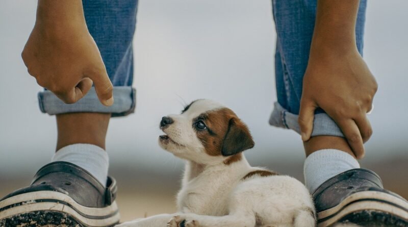 jack russell, puppy, mammal