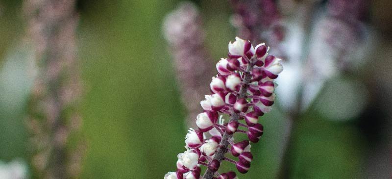 Black Cohosh: Herbal Relief for Menopause, Pain & Anxiety