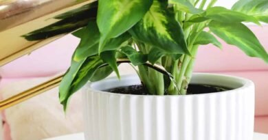 Dieffenbachia care