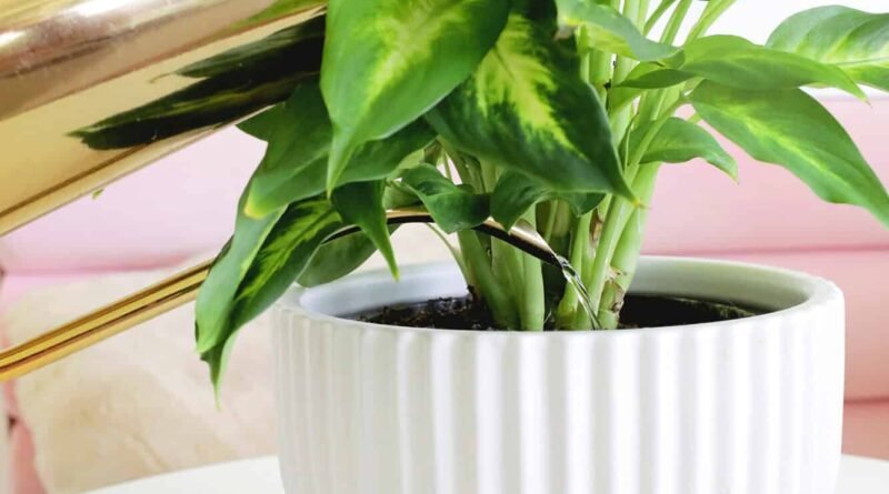 Dieffenbachia care