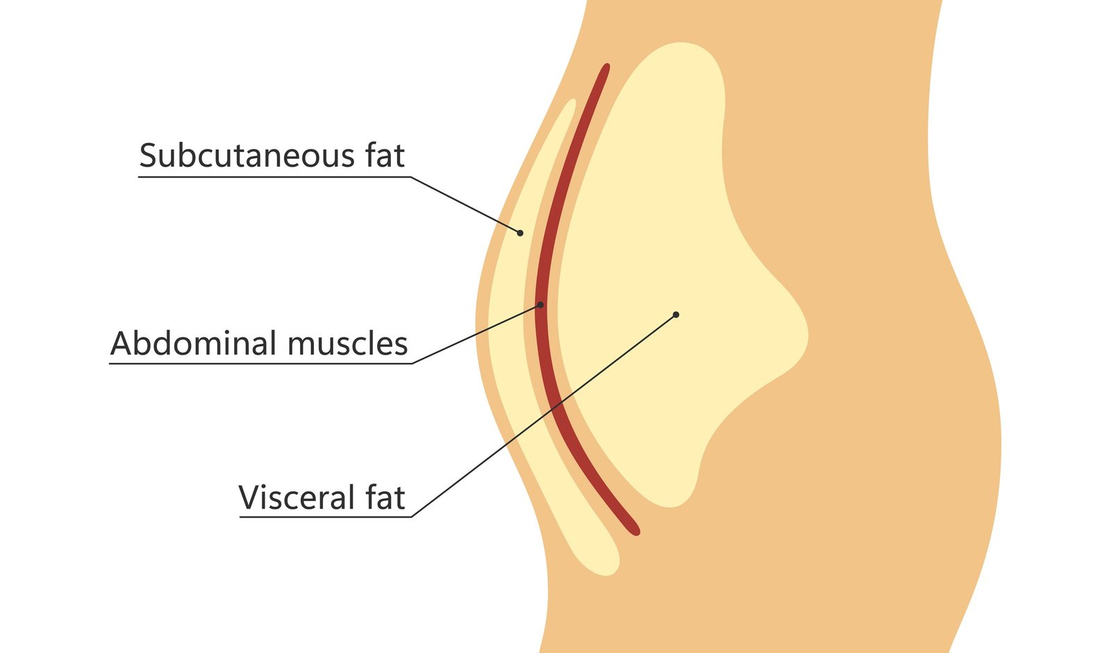 Not All Belly Fat Is Bad—How the Right Exercise Can Boost Healthier Fat