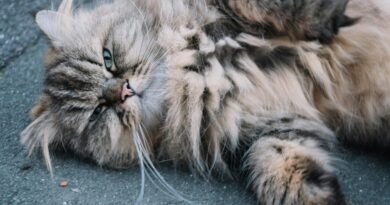 What kind of Persian cat is?