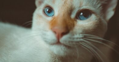 white and brown cat with blue eyes