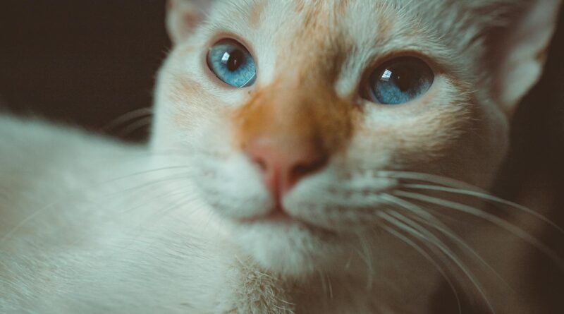 white and brown cat with blue eyes