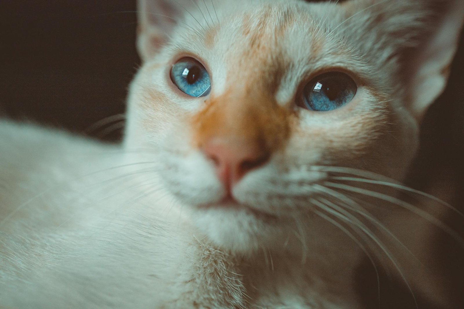 white and brown cat with blue eyes