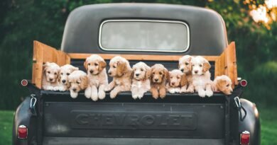 white and brown puppy on black car