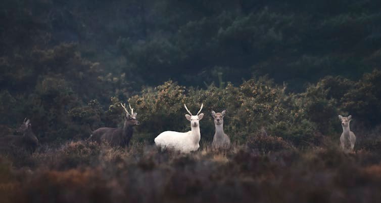 one white deer among other brownish ones look over a ridge toward camera