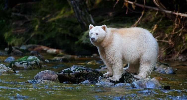 white bear stands on stones in woodland stream