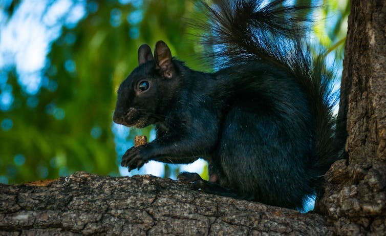 black squirrel on a branch eats a nut