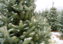 How to Plant and Grow a Fraser Fir Tree for Year-Round Beauty